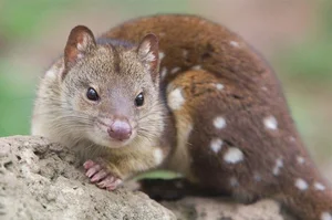 15 Fascinating Facts About Quolls: Australia’s Unique Spotted Marsupials - image 6