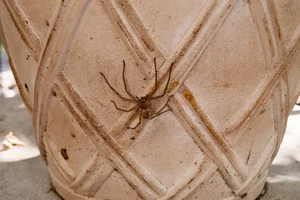 A Rare Sight: Woman Discovers a 'Monster' Molting Inside Her Home - image 6