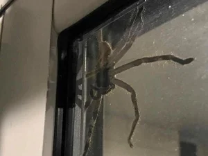 A Rare Sight: Woman Discovers a 'Monster' Molting Inside Her Home - image 5