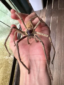 A Rare Sight: Woman Discovers a 'Monster' Molting Inside Her Home - image 2