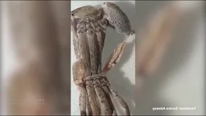 A Rare Sight: Woman Discovers a 'Monster' Molting Inside Her Home - image 1