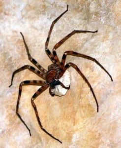 A Rare Sight: Woman Discovers a 'Monster' Molting Inside Her Home - image 3