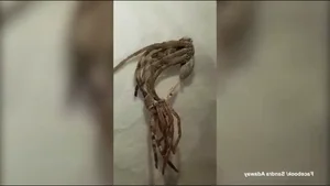 A Rare Sight: Woman Discovers a 'Monster' Molting Inside Her Home - image 4