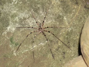 A Rare Sight: Woman Discovers a 'Monster' Molting Inside Her Home - image 0