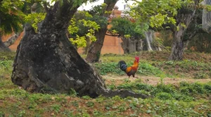 Exploring the Massive 2-Hectare Ornamental Tree and Art Stone Garden of FPT's Vice Chairman - image 0