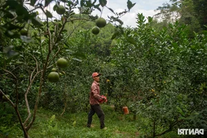 The Farmer's Marathon Dream: Chasing Glory on the Vietnamese Running Circuit - image 2