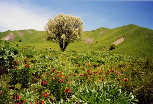 Mysterious Wonders of Nature at the World's Highest Altitudes - image 0