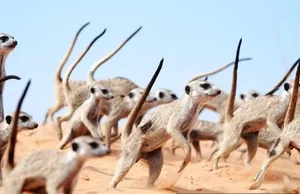 The World's Most Organized and Ruthless Animal Species Revealed - image 1