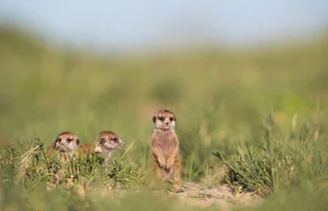The World's Most Organized and Ruthless Animal Species Revealed - image 5