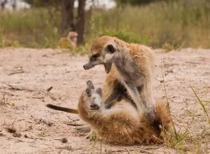 The World's Most Organized and Ruthless Animal Species Revealed - image 2