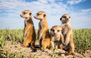 The World's Most Organized and Ruthless Animal Species Revealed - image 4