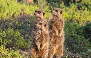The World's Most Organized and Ruthless Animal Species Revealed - image 6