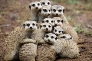 The World's Most Organized and Ruthless Animal Species Revealed - image 3