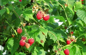 The 1 Million VND per KG Wild Forest Berry: A Hidden Superfood - image 2
