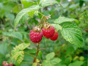The 1 Million VND per KG Wild Forest Berry: A Hidden Superfood - image 7