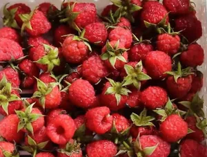 The 1 Million VND per KG Wild Forest Berry: A Hidden Superfood - image 4