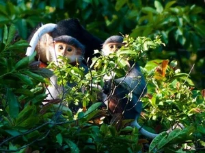 Exploring Nui Chua National Park: Vietnam's Pristine Ecological Treasure - image 6