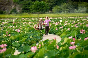 The Ultimate Guide to the Lotus Blooming Season at Hang Mua, Ninh Binh - image 3