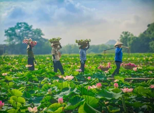 The Ultimate Guide to the Lotus Blooming Season at Hang Mua, Ninh Binh - image 5