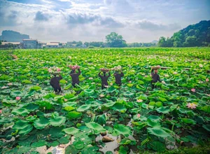The Ultimate Guide to the Lotus Blooming Season at Hang Mua, Ninh Binh - image 0