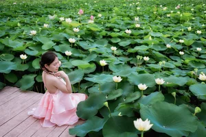 The Ultimate Guide to the Lotus Blooming Season at Hang Mua, Ninh Binh - image 8