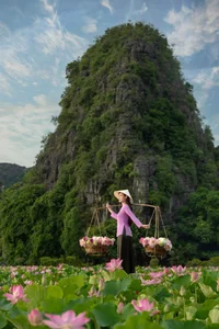 The Ultimate Guide to the Lotus Blooming Season at Hang Mua, Ninh Binh - image 7