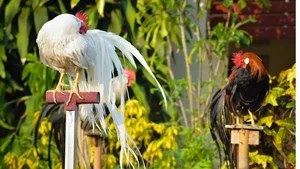 Rare and Unique Chicken Breeds in Vietnam That Have Tycoons Obsessed - image 8