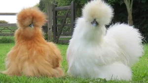 Rare and Unique Chicken Breeds in Vietnam That Have Tycoons Obsessed - image 1