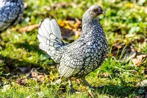 Rare and Unique Chicken Breeds in Vietnam That Have Tycoons Obsessed - image 10