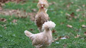 Rare and Unique Chicken Breeds in Vietnam That Have Tycoons Obsessed - image 6