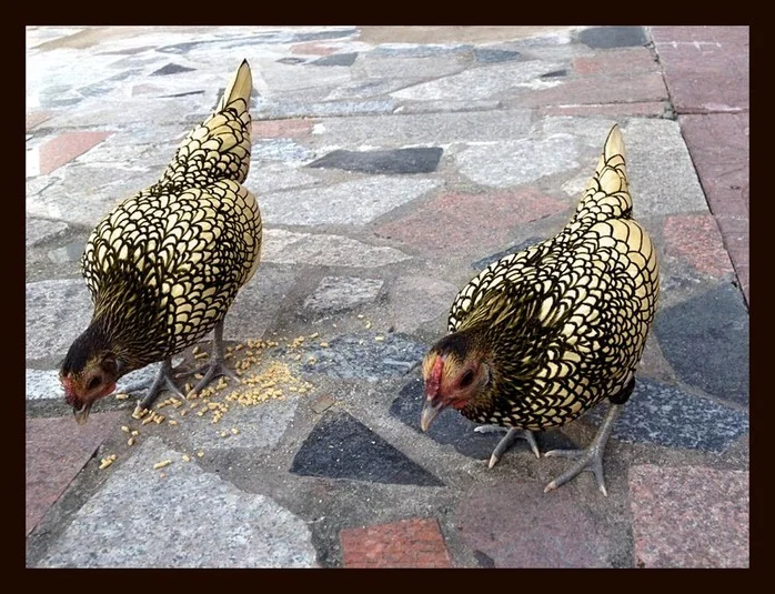 Discover the World's Most Exotic and Expensive Chicken Breeds: A Journey into Avian Luxury