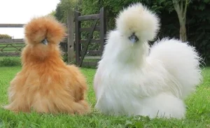 Discover the World's Most Exotic and Expensive Chicken Breeds: A Journey into Avian Luxury - image 8