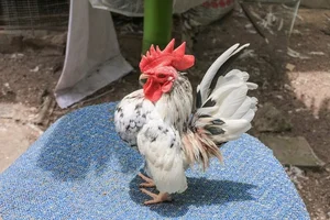 Discover the World's Most Exotic and Expensive Chicken Breeds: A Journey into Avian Luxury - image 9