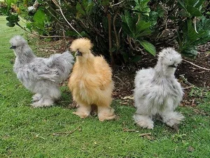 Discover the World's Most Exotic and Expensive Chicken Breeds: A Journey into Avian Luxury - image 1