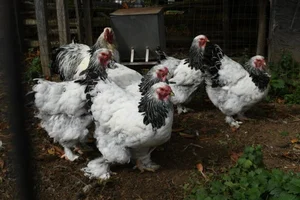 Discover the World's Most Exotic and Expensive Chicken Breeds: A Journey into Avian Luxury - image 4