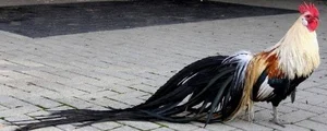 Discover the World's Most Exotic and Expensive Chicken Breeds: A Journey into Avian Luxury - image 2