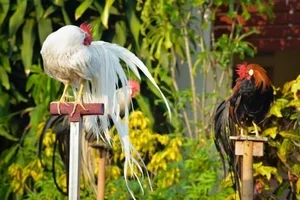 Discover the World's Most Exotic and Expensive Chicken Breeds: A Journey into Avian Luxury - image 6