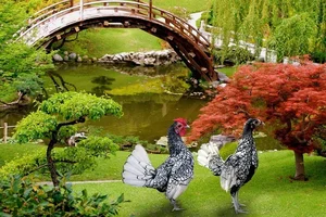 Discover the World's Most Exotic and Expensive Chicken Breeds: A Journey into Avian Luxury - image 3