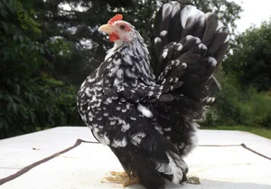 Discover the World's Most Exotic and Expensive Chicken Breeds: A Journey into Avian Luxury - image 7