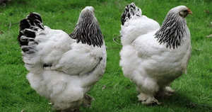 Discover the World's Most Exotic and Expensive Chicken Breeds: A Journey into Avian Luxury - image 5