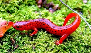 Discover the Stunning Colorful Animals That Look Like Sweet Candy - image 4