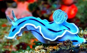 Discover the Stunning Colorful Animals That Look Like Sweet Candy - image 0