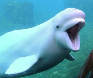 Discover the Stunning Colorful Animals That Look Like Sweet Candy - image 3