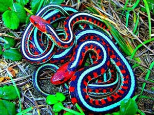 Discover the Stunning Colorful Animals That Look Like Sweet Candy - image 1