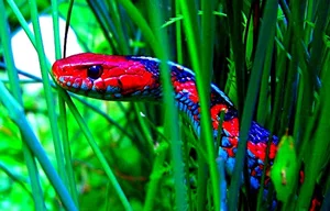 Discover the Stunning Colorful Animals That Look Like Sweet Candy - image 5