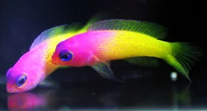 Discover the Stunning Colorful Animals That Look Like Sweet Candy - image 2