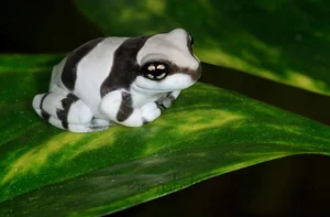 Discover the Stunning Colorful Animals That Look Like Sweet Candy - image 6
