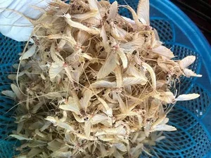 The Rare 500,000 VND Delicacy That Lives for Only a Few Hours - image 5