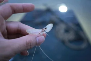 The Rare 500,000 VND Delicacy That Lives for Only a Few Hours - image 4