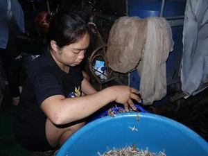 The Rare 500,000 VND Delicacy That Lives for Only a Few Hours - image 9